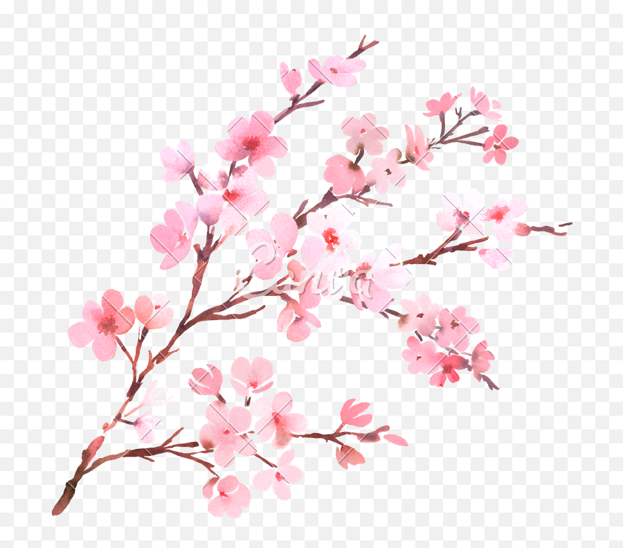 Watercolor Cherry Blossom F - Transparent Cherry Blossom Png,Sakura Tree Png