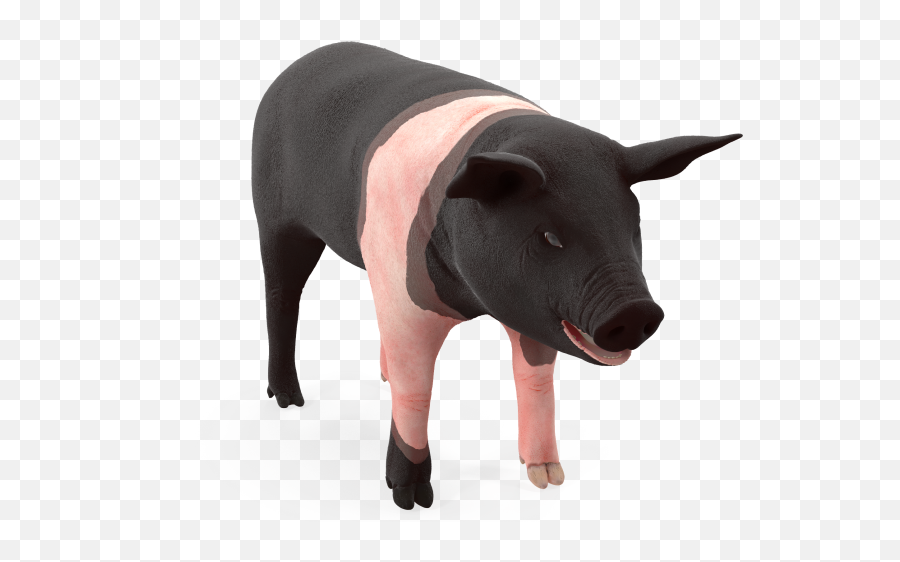 Hampshire Pig Piglet Rigged 3d Model - Cgstudio Domestic Pig Png,Piglet Png