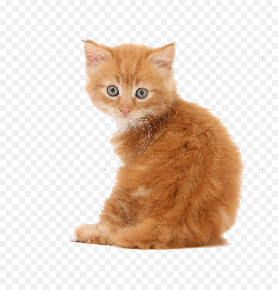 Kittens Png Transparent Images Free Kitten Background