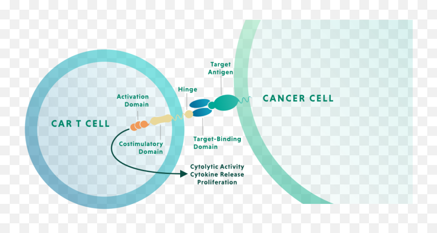 Cell Therapy Technology Kite Pharma - Dot Png,T&e Icon