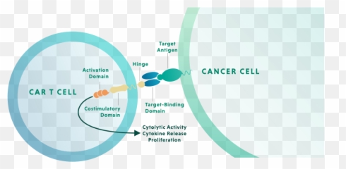Cell Therapy Technology Kite Pharma - Dot Png,T&e Icon