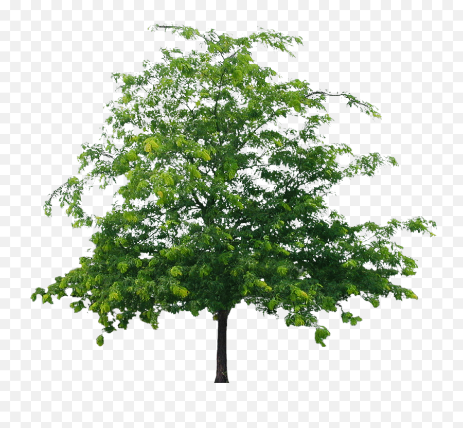 Tree Png File Mart - Png File Of Tree,Orange Tree Png