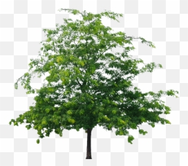 Tree Png File Mart - Png File Of Tree,Orange Tree Png