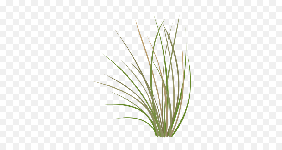 Index Of Ressources - Ticeresstice1partagevisuelian Prairie Grass Vector Png,Grasses Png
