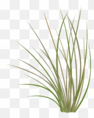 Index Of Ressources - ticeresstice1PARTAGEvisuelIAN Prairie Grass Vector png