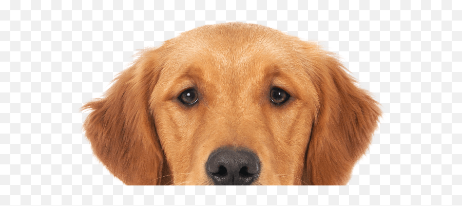 Pet Acl Repair Frisco Tx Aubrey Mckinney Plano Petnest - Northern Breed Group Png,Happy Sad Dog Png Icon