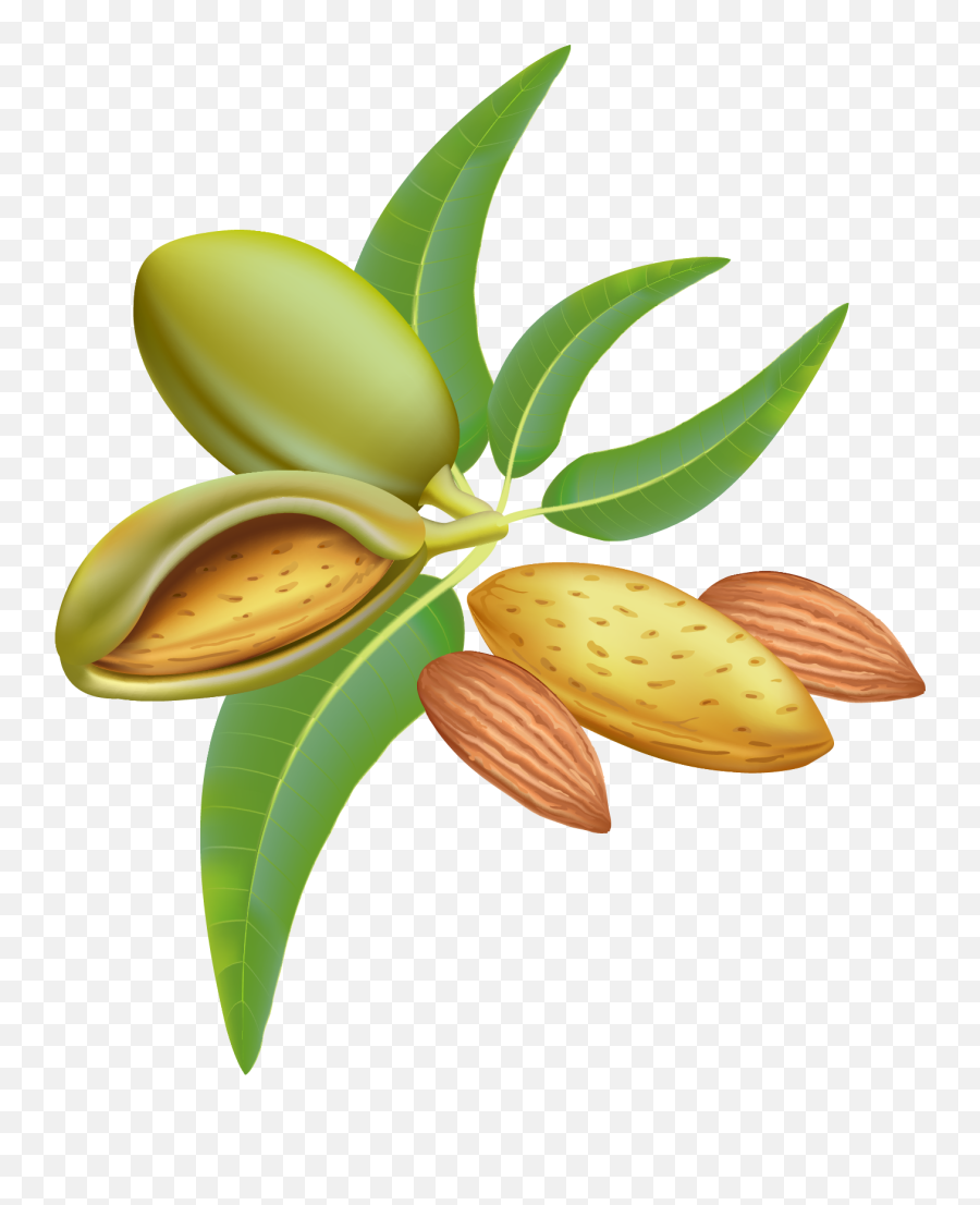 Almond Free Png Images Tree Clipart Download - Free Almonds Graphics,Almonds Png