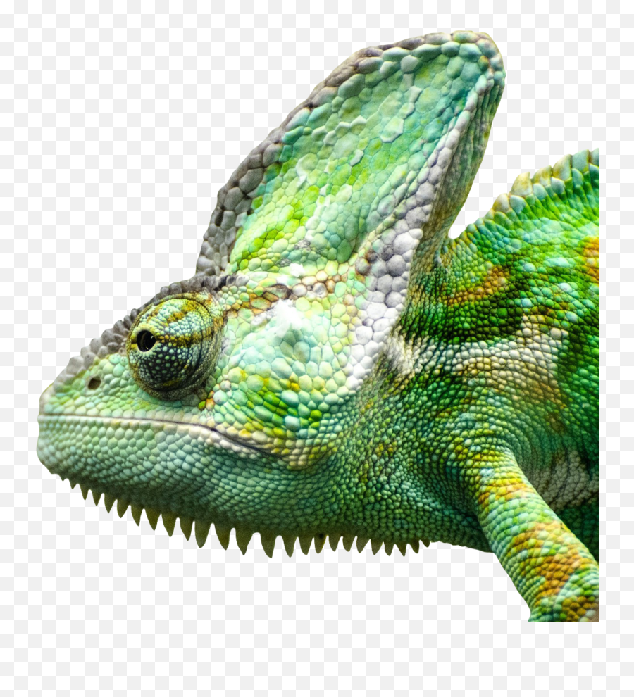 Download Iguana Face Png Image For Free - Ejemplo De Animales Insectívoros,Dog Face Png