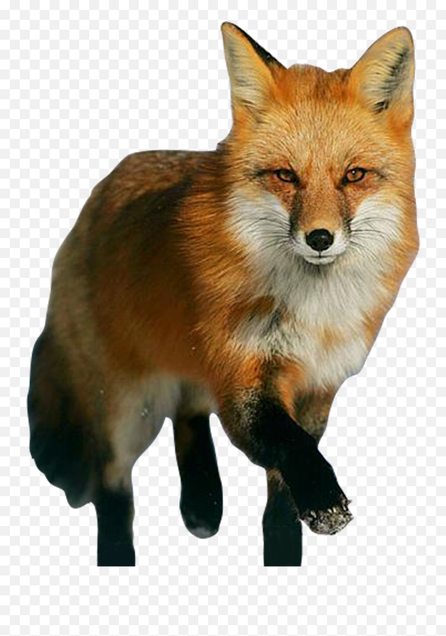 Fox Png Image Available - Red Fox Png,Fox Png