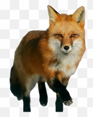 Fox Png Image Available - Red Fox Png,Fox Png
