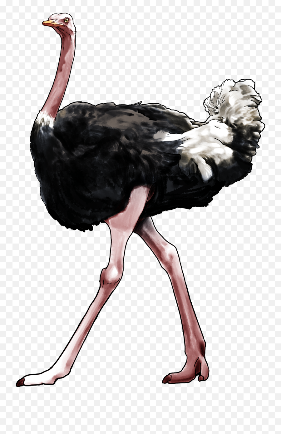 Ostrich Png - Ostrich Png,Turkey Leg Png