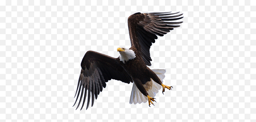 Flying Eagle Transparent Png Clipart - Flying Eagle Png,Bald Eagle Transparent