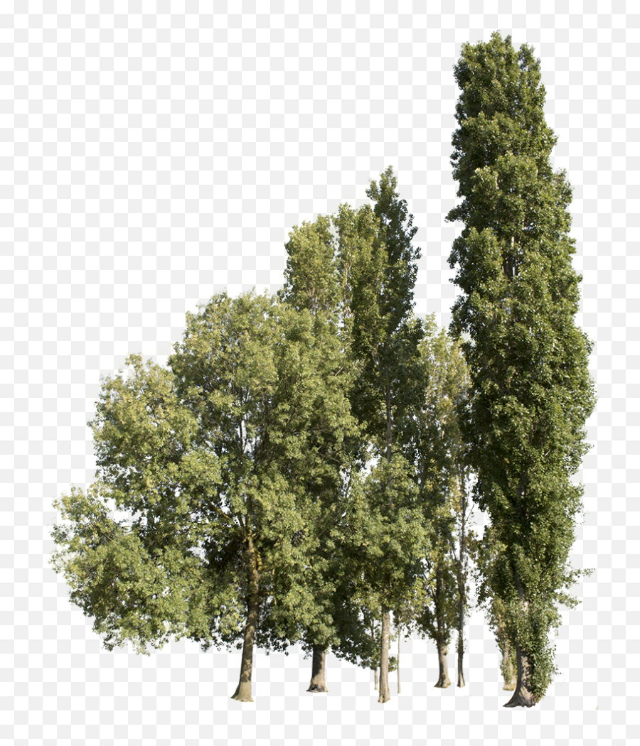 Trees Group - Large Tree Cut Out Png,Evergreen Png