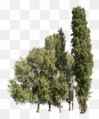 Trees Group - Large Cut Out png