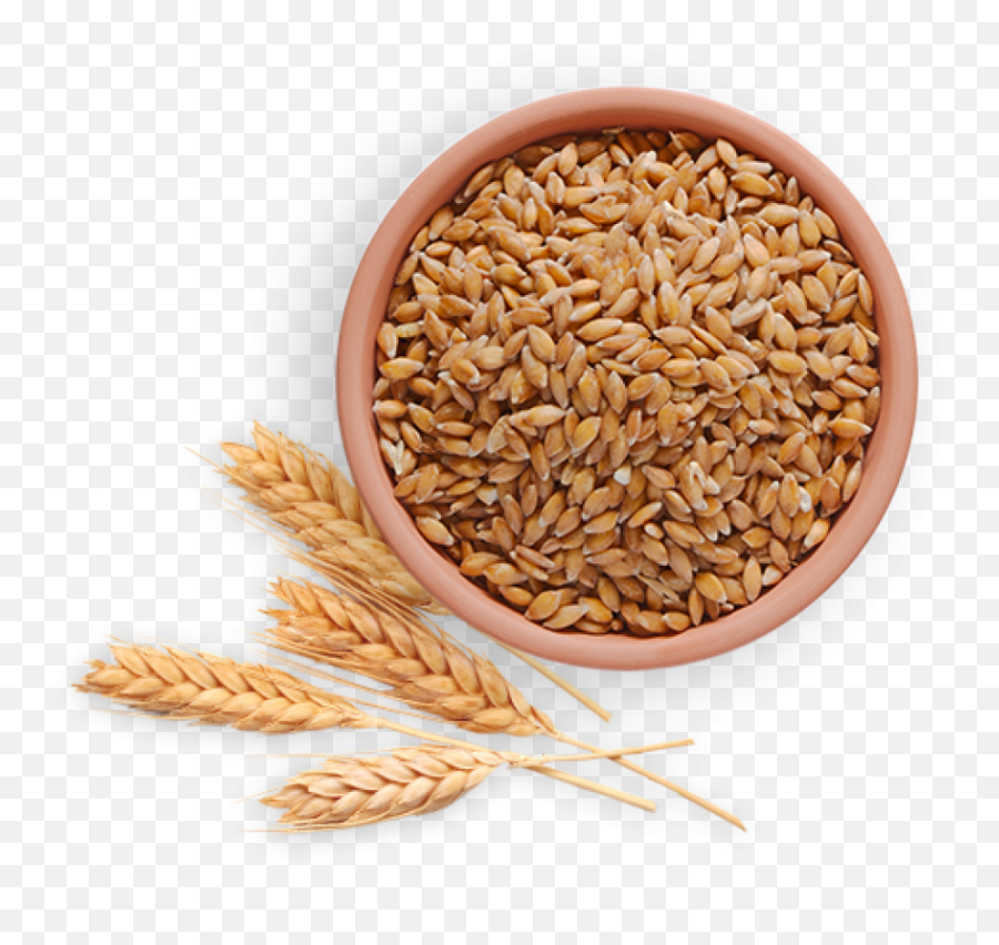 Download Wheat Png Images Background - Wheat Hd Images Free,Wheat Transparent Background