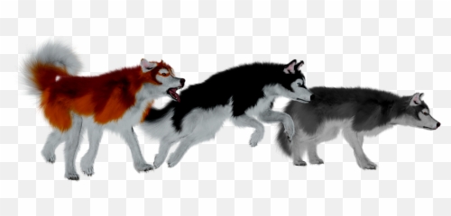 Husky Dog Pack - Siberian Husky Png,Husky Png