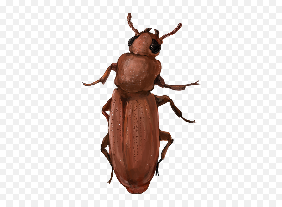 201510 Red Flour Beetle - Red Flour Beetle Png,Flour Png