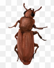 201510 Red Flour Beetle - Red Flour Beetle Png,Flour Png