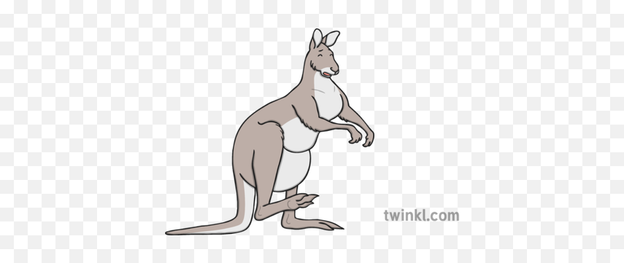 Injured Kangaroo Illustration - Twinkl Kangaroo Png,Kangaroo Png
