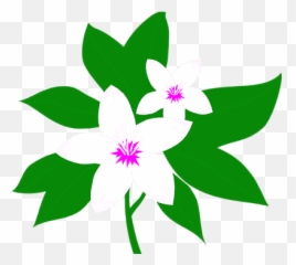 Jasmine Flower Clipart Png - Jasmine Flower Jasmine Clipart,Jasmine Png