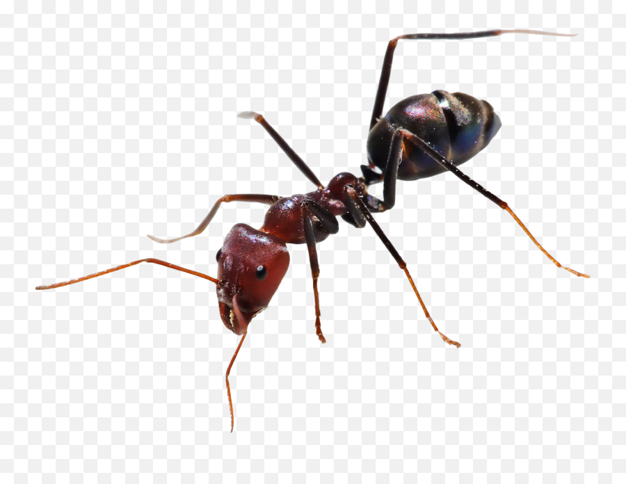 34 Ant Png Images For Free Download - Ant Png,Ants Png