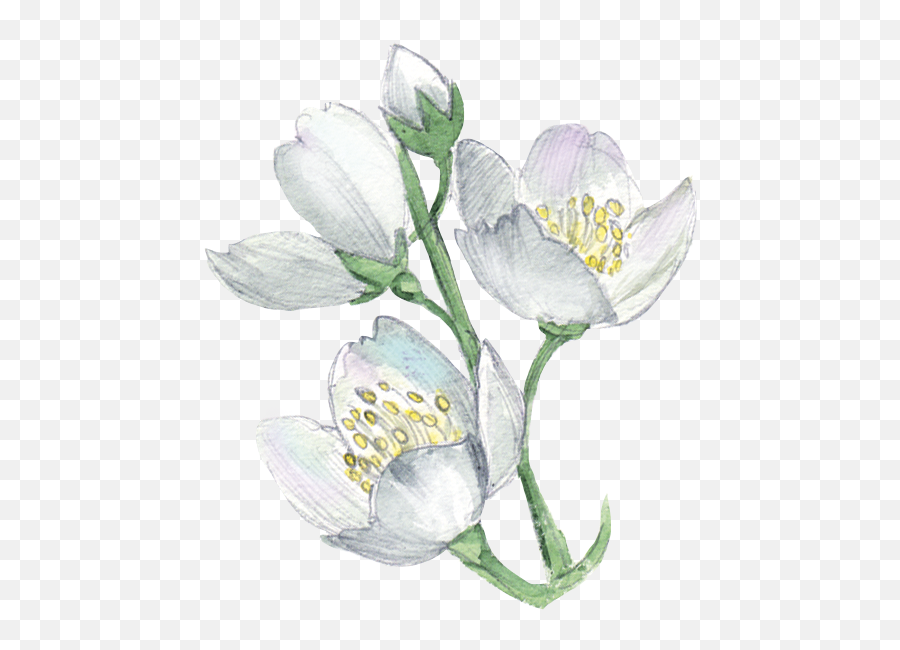 White Flower Plant Illustration - Watercolor Flowers Png Freesia,White Flowers Transparent Background