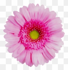 Download Flower Yellow Transvaal Chrysanthemum Daisy Red - Flower With No Back Ground Png,Chrysanthemum Png