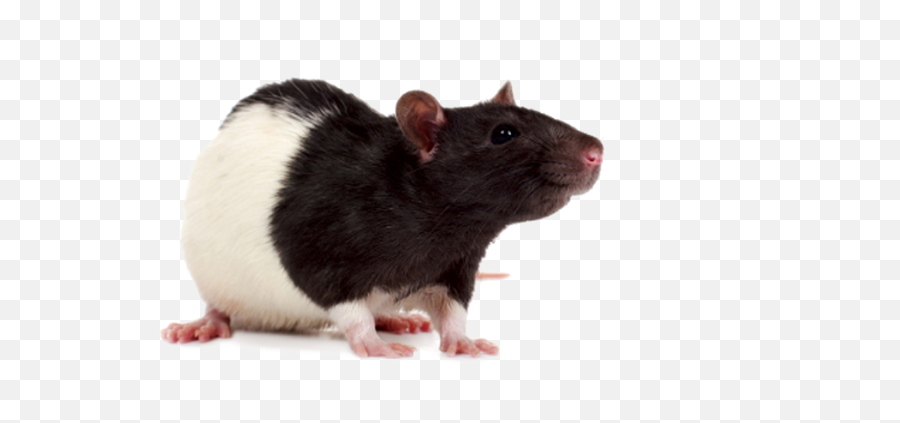 Transparent Rat Png Image - Rat,Rat Transparent