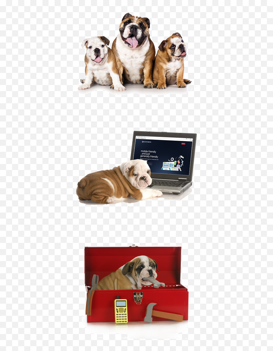 Bulldog Websites Mobile Friendly Web Design In Fairford - Pitbull Bull Terrier Bulldog Perro Png,Bull Dog Png