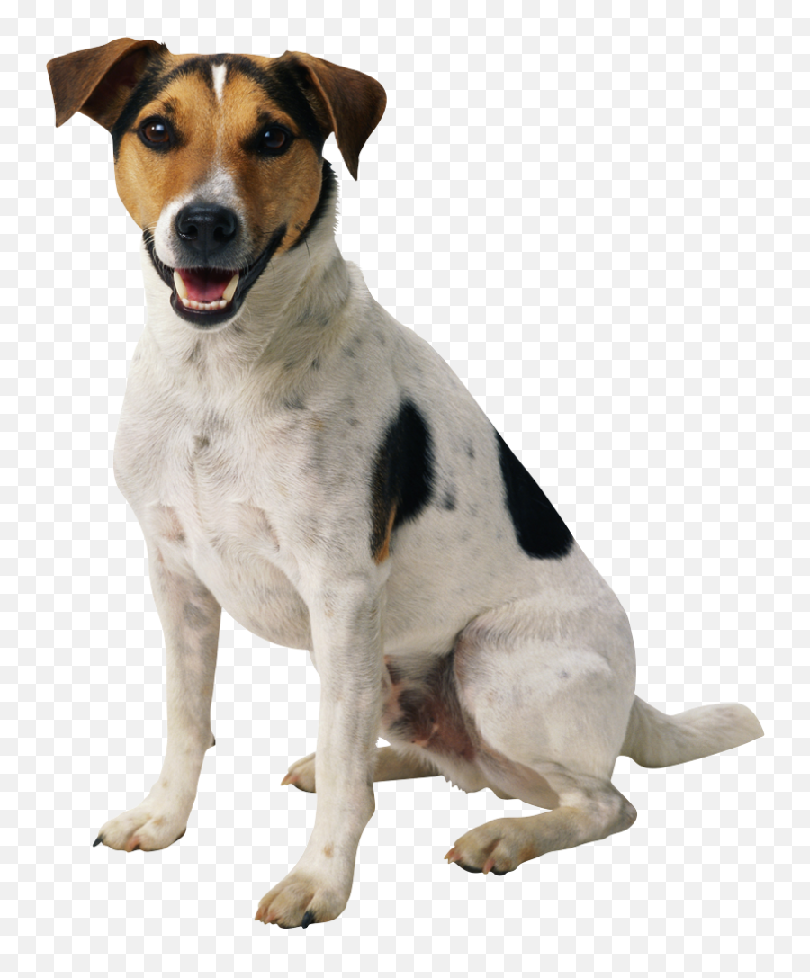 Dog Png Image Beautiful Dogs - Dog Transparent Background,Cute Dog Png