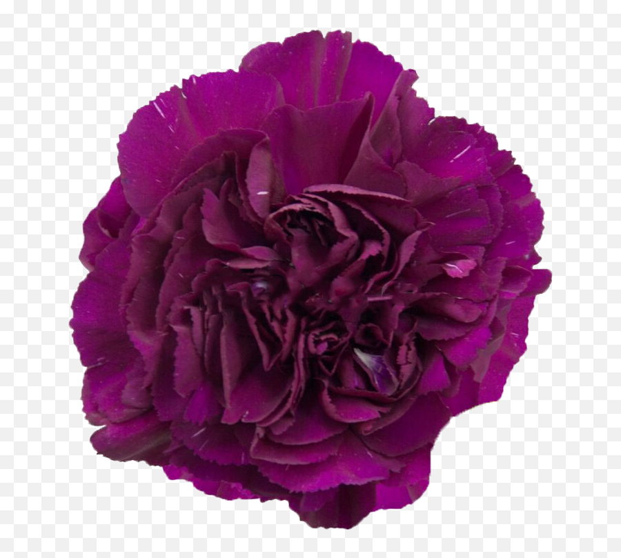 Sumatra - Dark Purple Carnation Carnations Magenta Png,Carnation Png