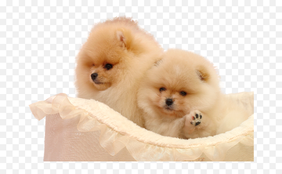 Main Home - Dog Bed Png,Pomeranian Png