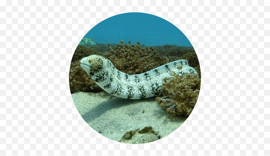 Lembongan Diving Sites - Moray Eel Png,Transparent Ribbon Eel
