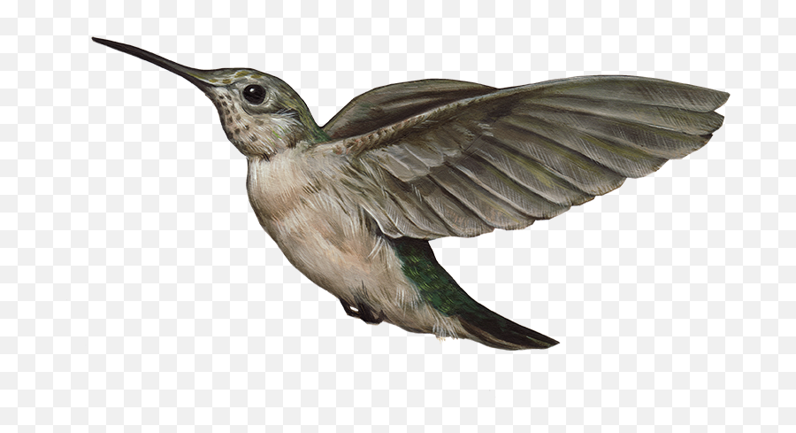 Hummingbird Png - Hummingbird Beak Transparent Png,Hummingbird Png