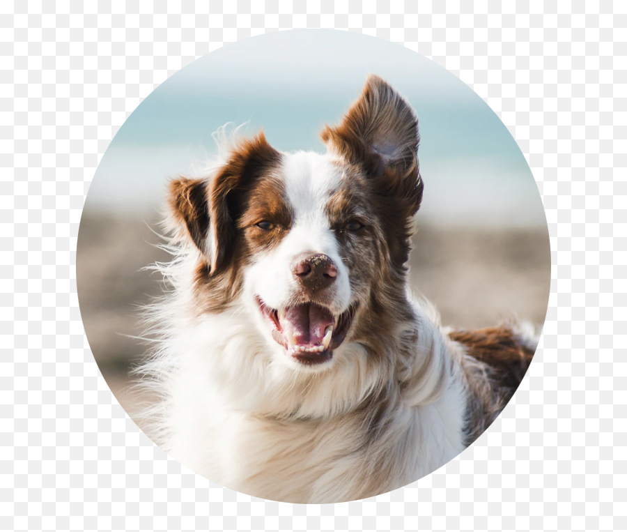 Pet Wellness Plans - Vets In Practice Chien Facile À Dresser Png,Australian Shepherd Icon