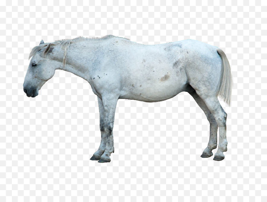 Download White Horse Png Image - Transparent Background White Horse Png,White Horse Png