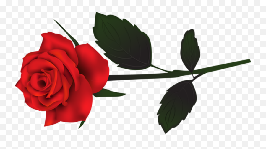Rose Png Flower Images Free Download - Phantom Of The Opera Png,Red Rose Png