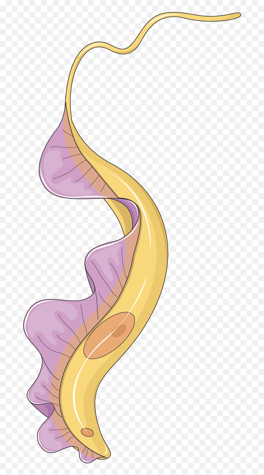 Trypanosome - Servier Medical Art Trypanosoma Png,Yellow Smoke Png