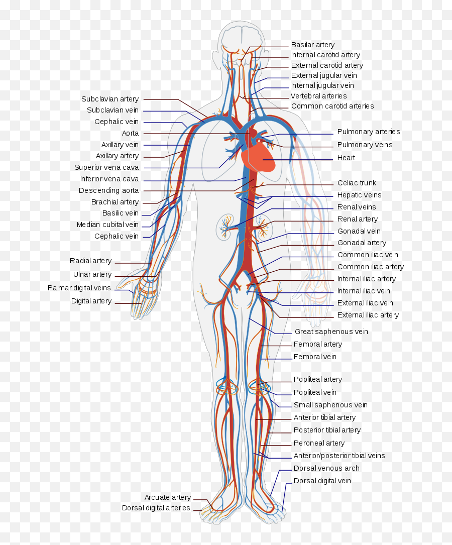 Muscle Veins Transparent Png Clipart - Blood Flow Of The Body,Vein Png