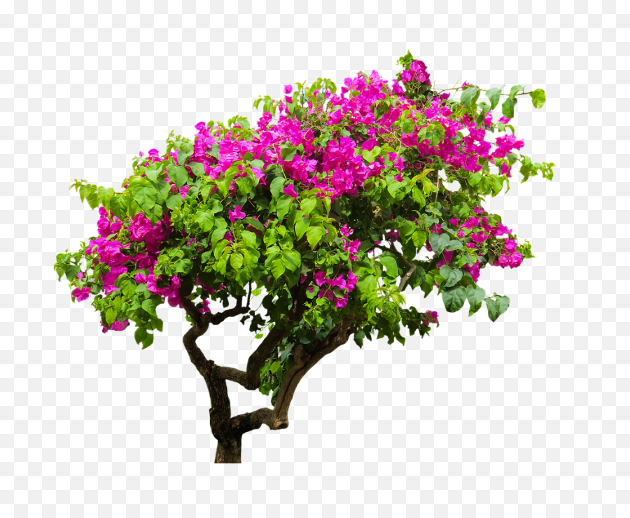 Bougainvillea Plant Bush Png Transparent Background