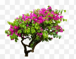 Bougainvillea Plant Bush Png