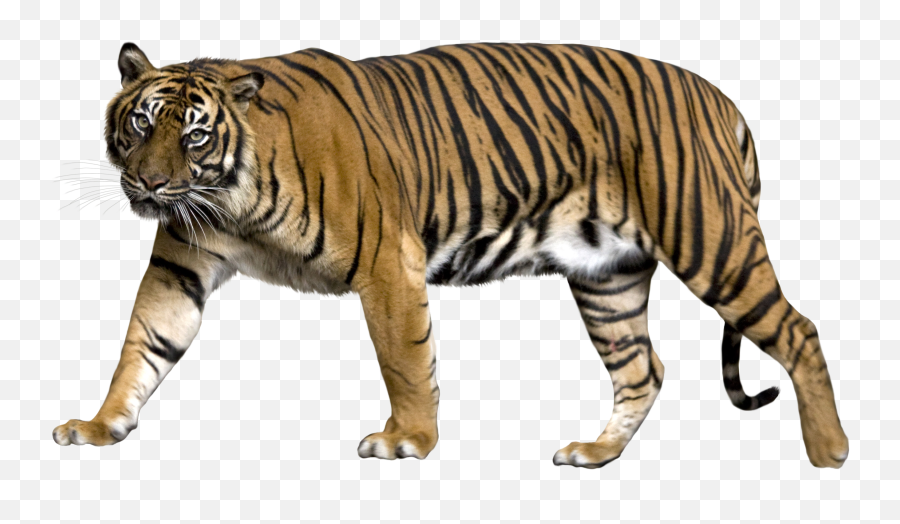 Tiger Png Images - Tiger Png Gif,Tigers Png