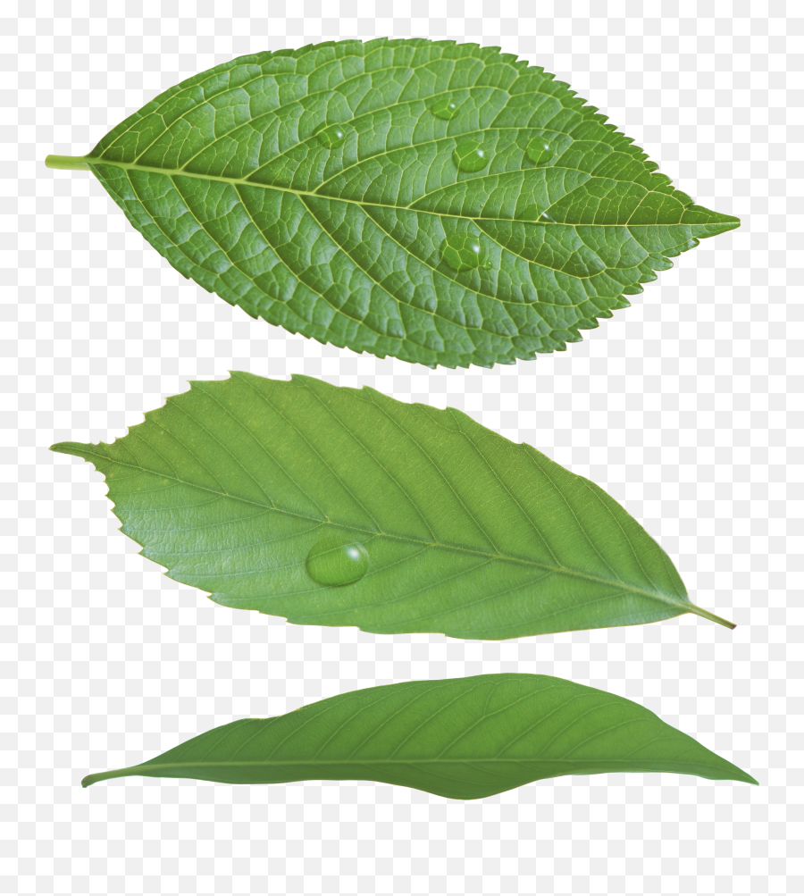 Green Leaf Png - Real Green Leaf Png,Leaf Png Transparent