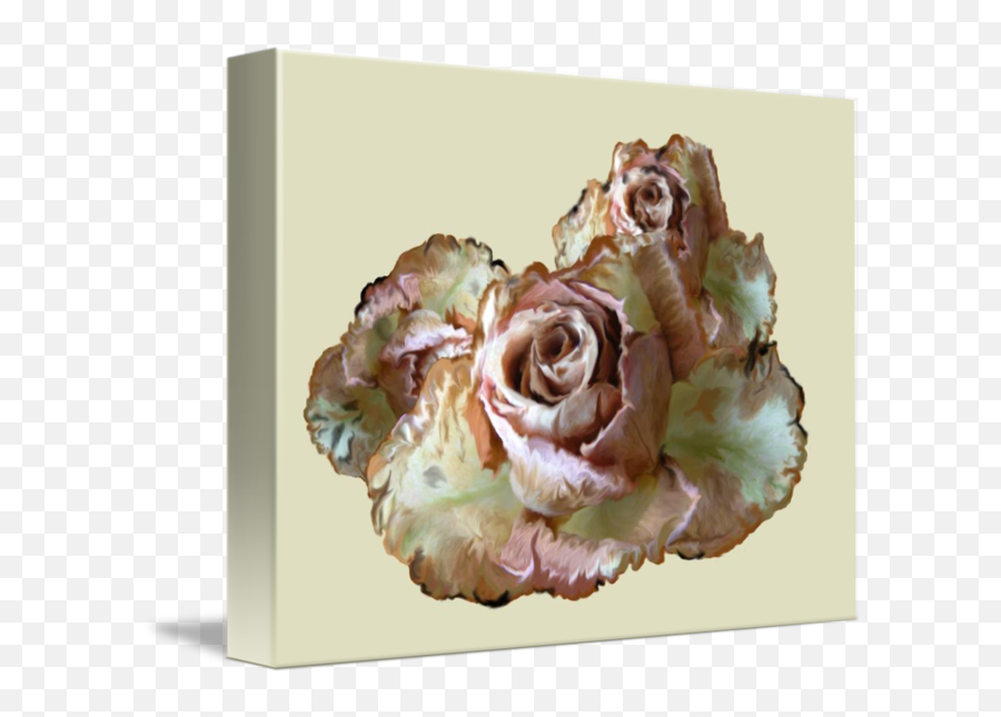 Beautiful Pink Roses Slightly Dead By Charisse Paula - Garden Roses Png,Dead Rose Png