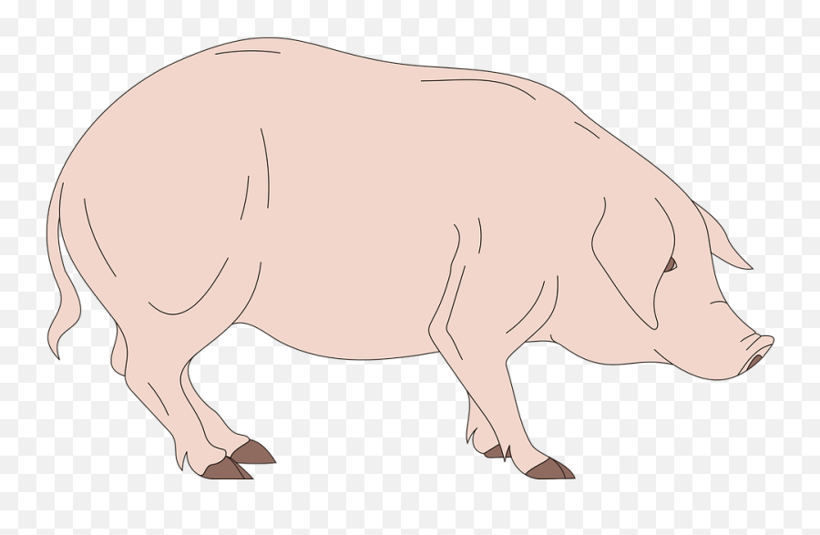 Barn Pig Side - Schwein Von Der Seite Png,Pigs Png