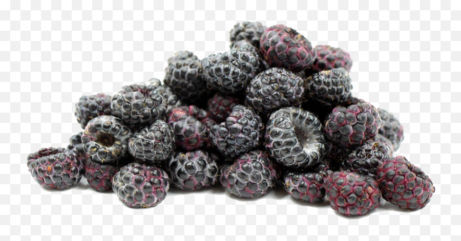 Black Raspberries Png File - Raspberry,Raspberries Png