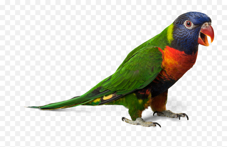 Download - Transparent Background Parrot Png,Parrot Transparent