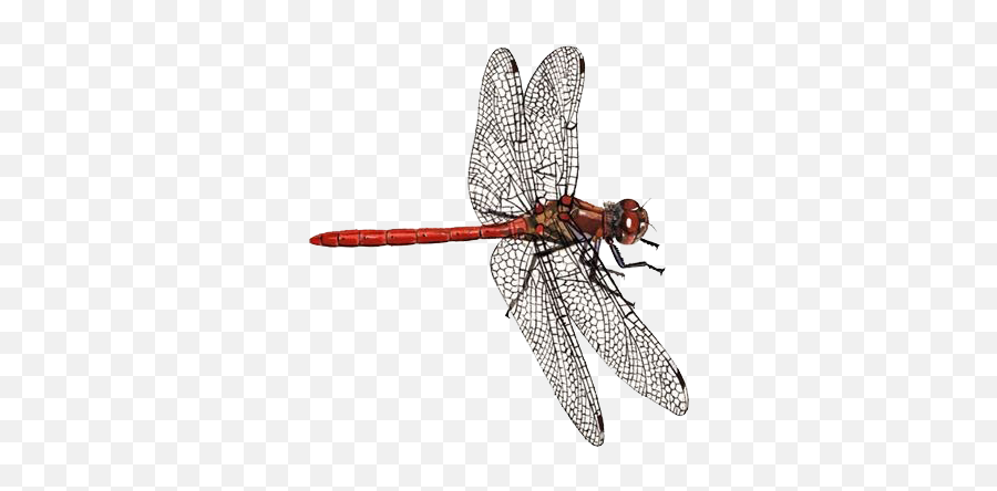 Dragonfly Png Transparent Background - Papiliorama,Dragon Fly Png