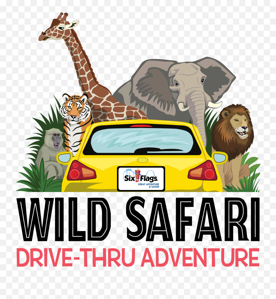 New 2020 Wild Safari Logo - Six Flags Safari Drive Thru Png,Safari Logo -  free transparent png images 