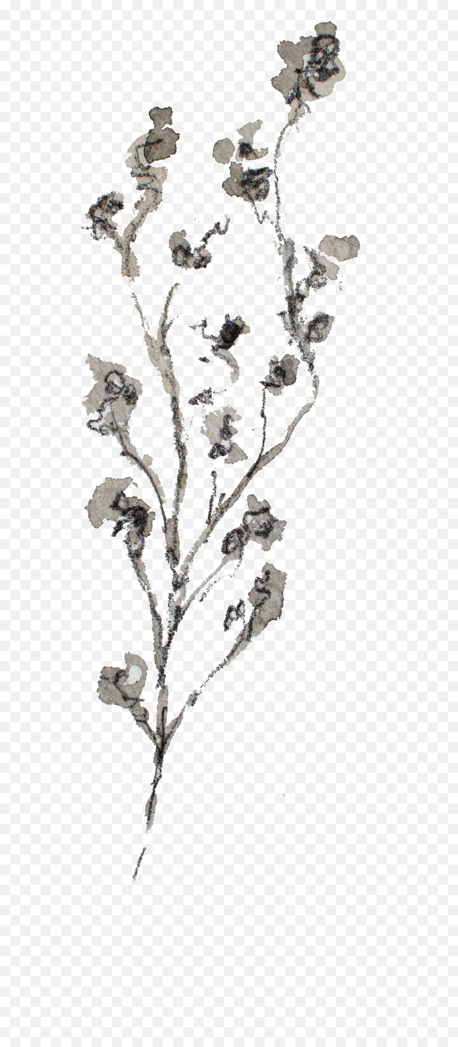 Delicate - Twig06 Kristen Kaiser Aesthetic Graphionica Ideas Png,Twig Png